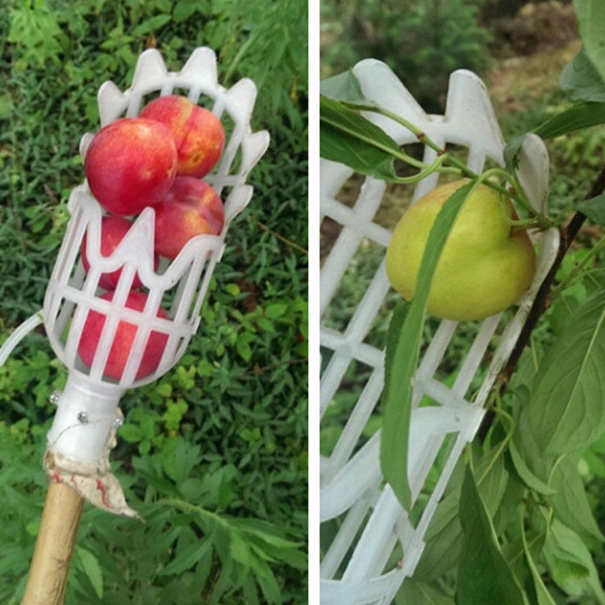 Premium Mango Fruit Picker Harvester Tool for Efficient Harvesting