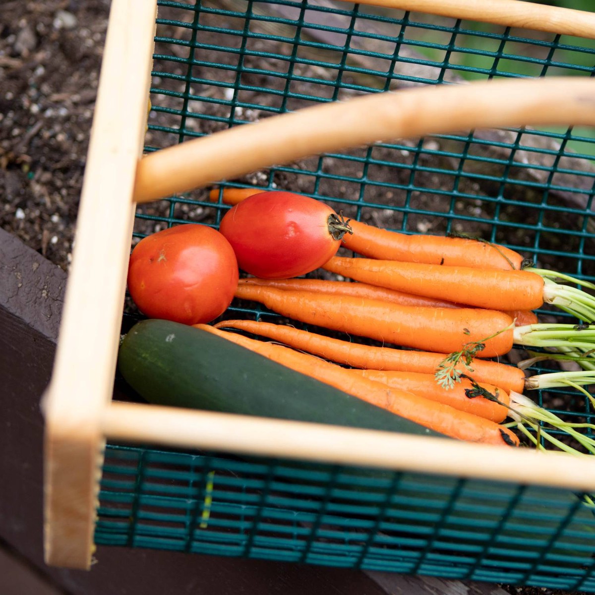Maine Garden Hod - Choice Of Size LilHodOak